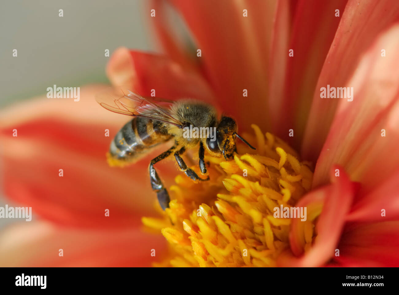 Una chiusura del bee sul fiore rosso Foto Stock