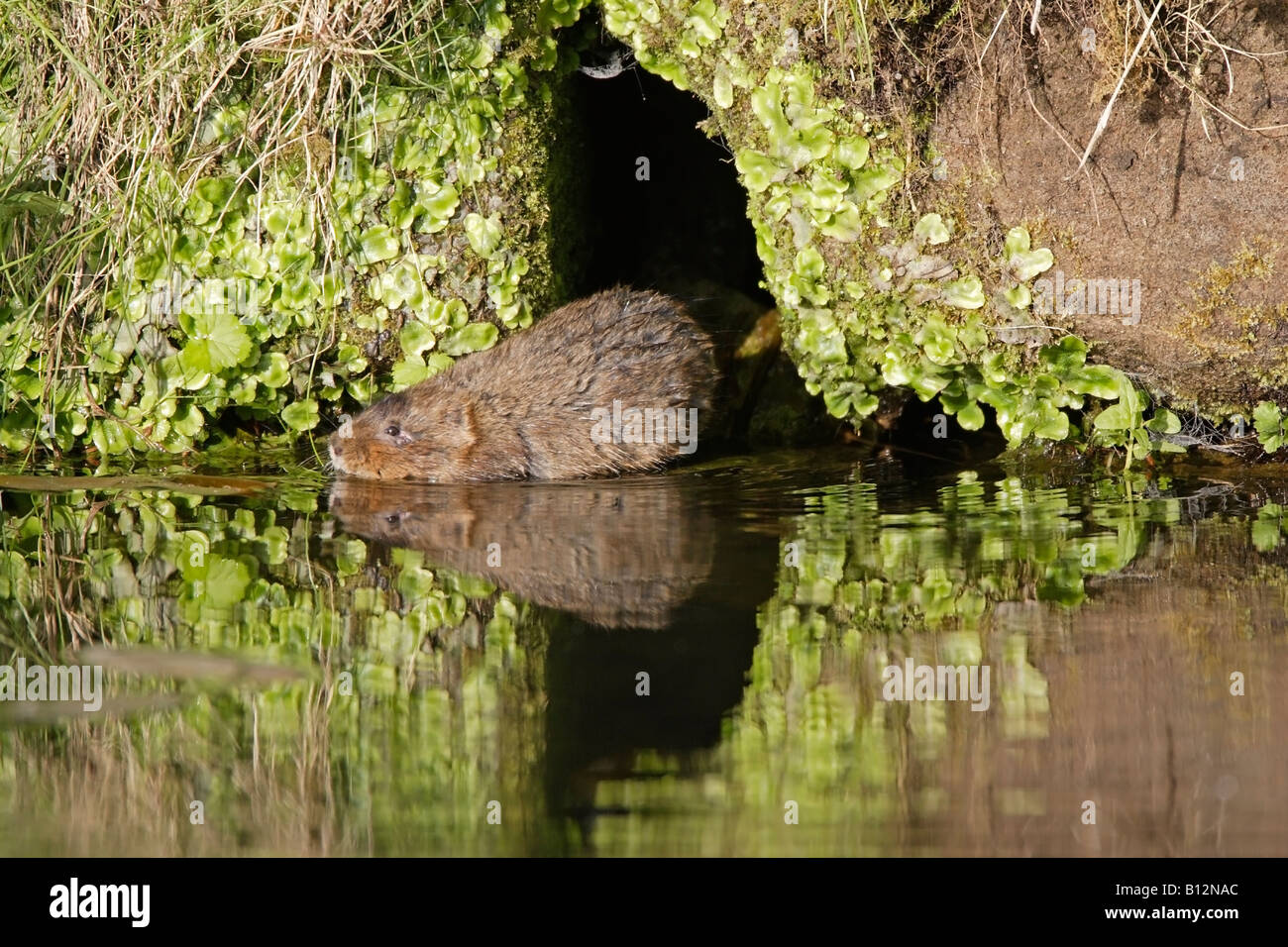 Acqua Vole nuoto a Cromford Canal Foto Stock