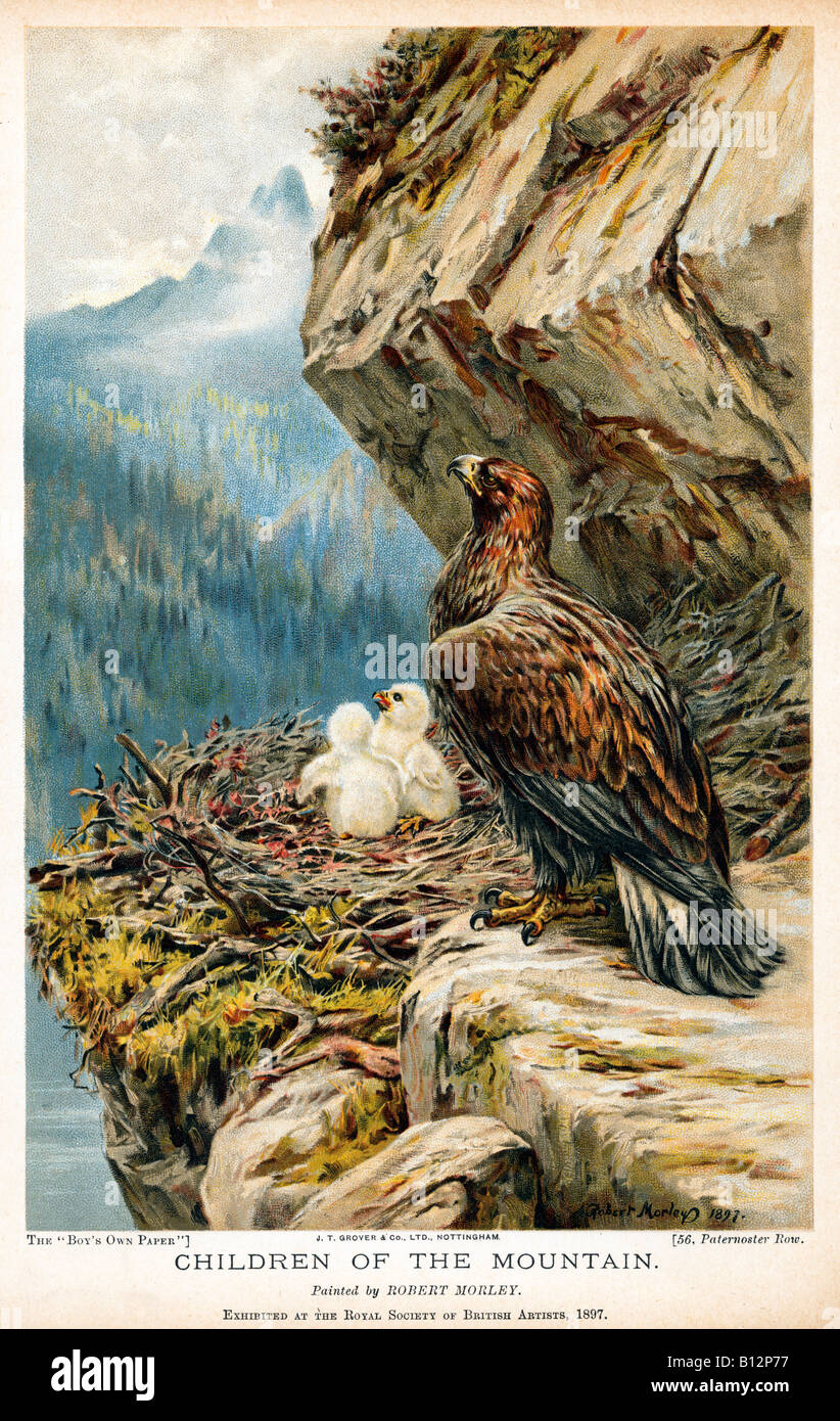 I bambini della montagna stampa vittoriano delle aquile lair i pulcini nel nido su una cengia inaccessibile Foto Stock
