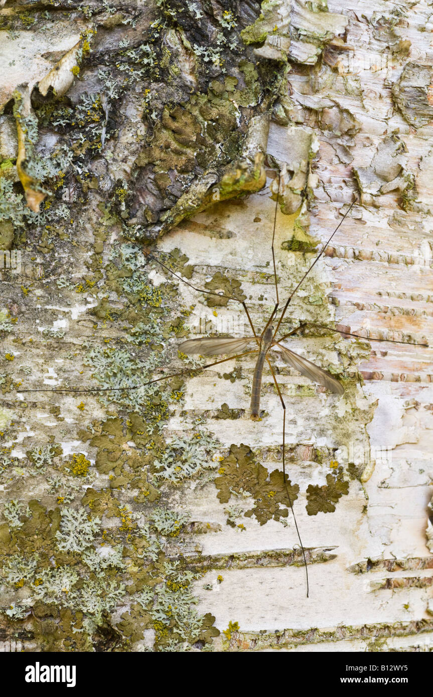 Carta Betula Betulla papyrifera vicino di corteccia Perthshire Grande Albero Paese Scozia UK Europa Settembre Foto Stock