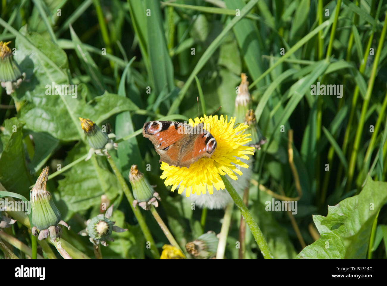 Farfalla pavone Foto Stock