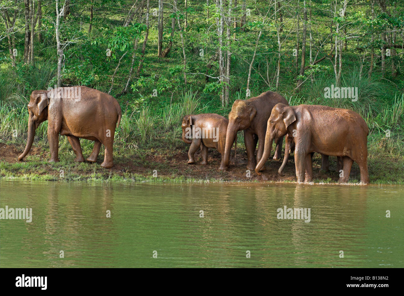 Famiglia di wild elefanti indiani donano un raffreddamento 'mud bagno' del Periyar riserva naturale Thekkady Kerala India Foto Stock