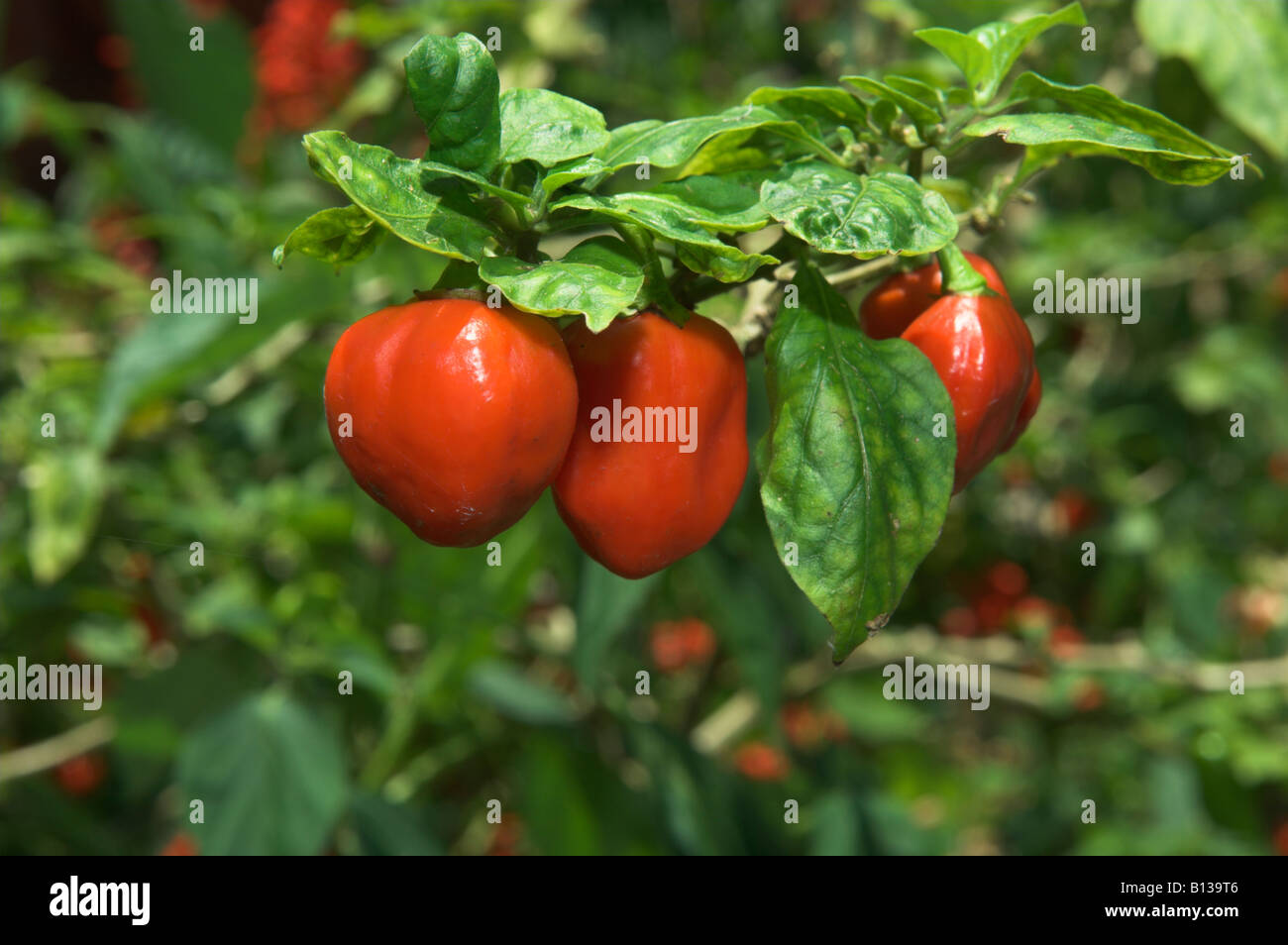 Closeup Red habanero chili peppers crescente sulla boccola Foto Stock