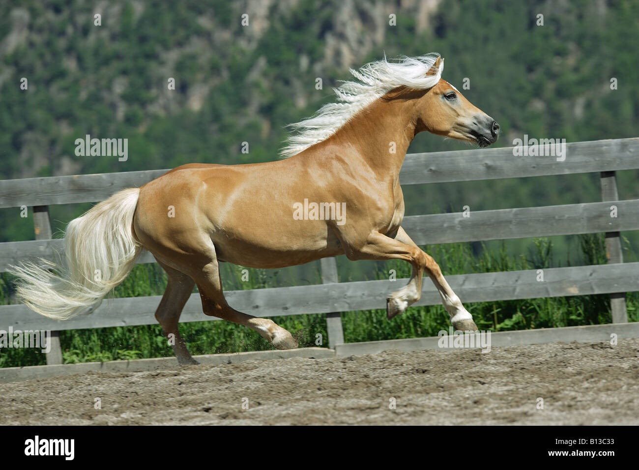 Haflinger - al galoppo Foto Stock