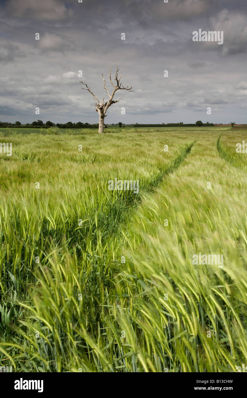 Albero morto e campo di orzo ondeggianti nel vento durante una tempesta che passa nella campagna di Norfolk Foto Stock