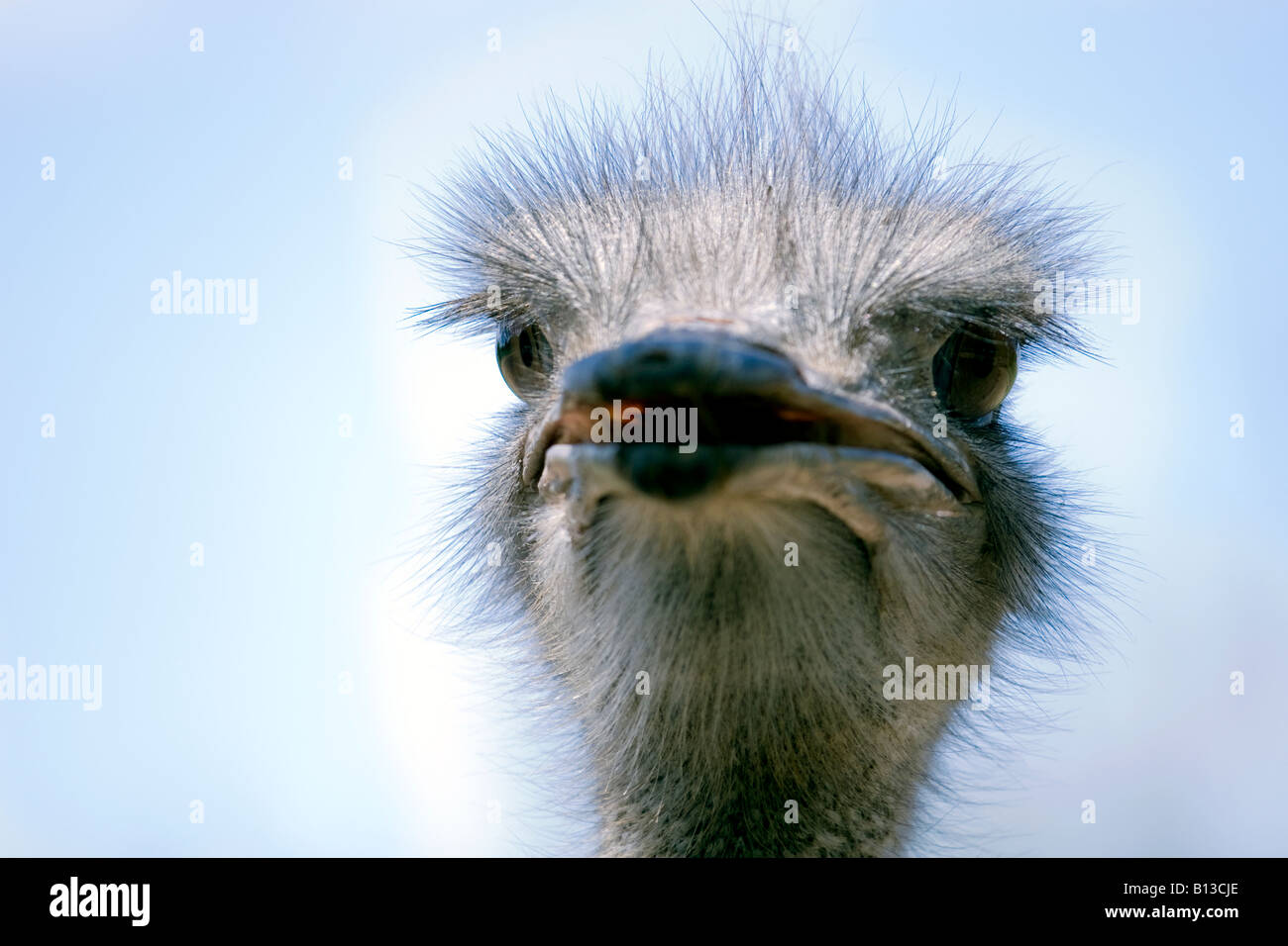 In prossimità di una testa di struzzo Foto Stock
