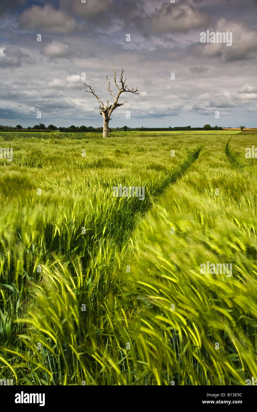 Albero morto e un campo di orzo in campagna di Norfolk Foto Stock