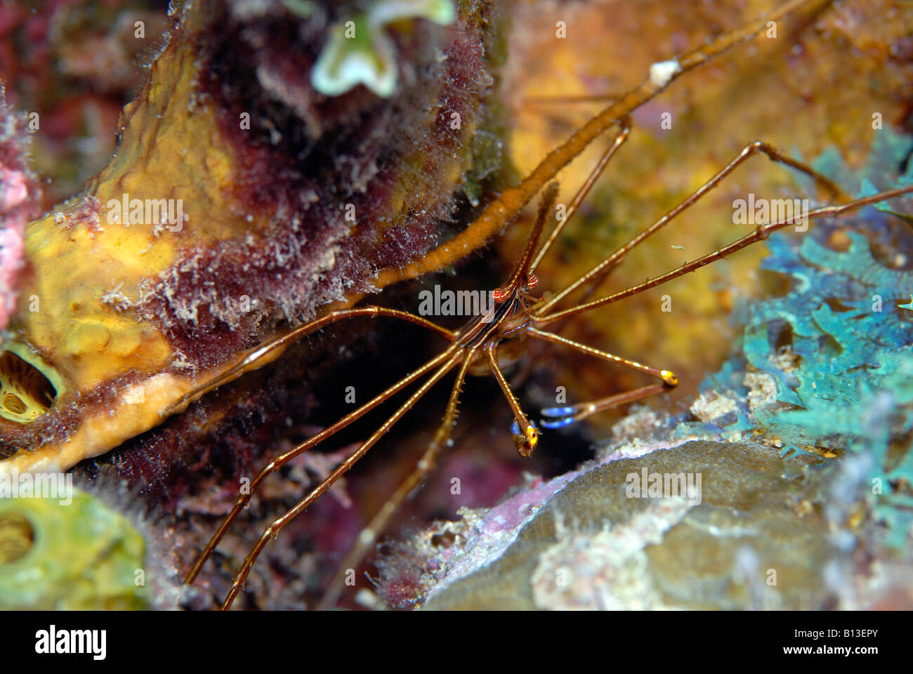 Freccia ragno granchio Granchio Stenorhynchus seticornis Mar dei Caraibi alle Antille olandesi Aruba Foto Stock