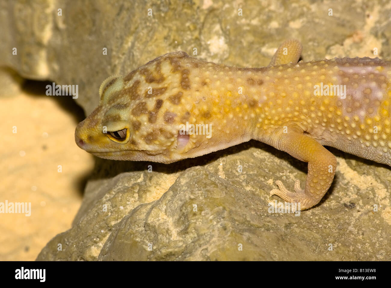 Leopard Gecko (Eublepharis macularius) - Uno dei pochi lucertole che hanno le palpebre. Foto Stock