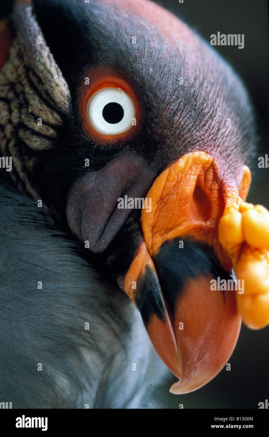 Vautour pape King Vulture Sarcoramphus papa Aasfresser animali uccelli Aves Geier Kopf Kopfportraet Natur natura Neuweltgeier nuovo Foto Stock