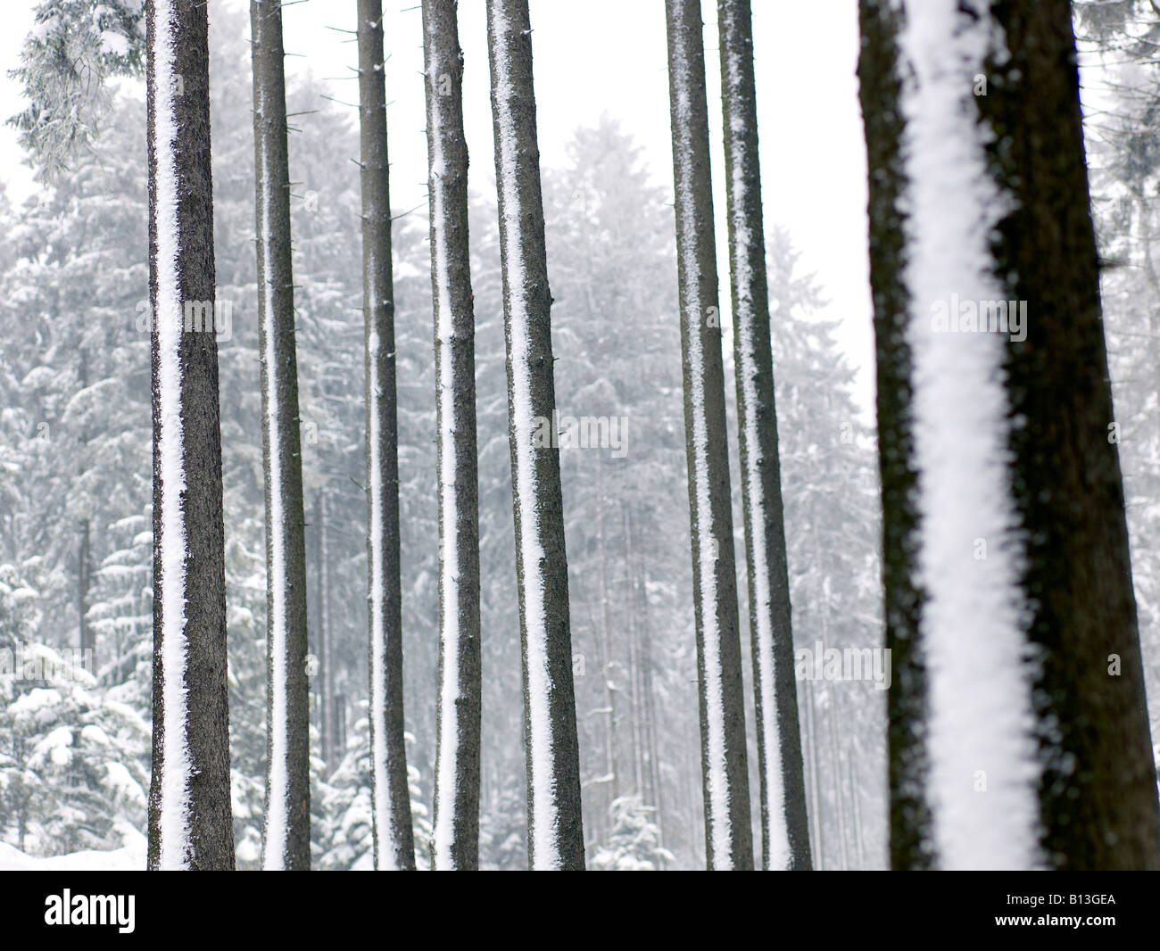 Bosco innevato Foto Stock