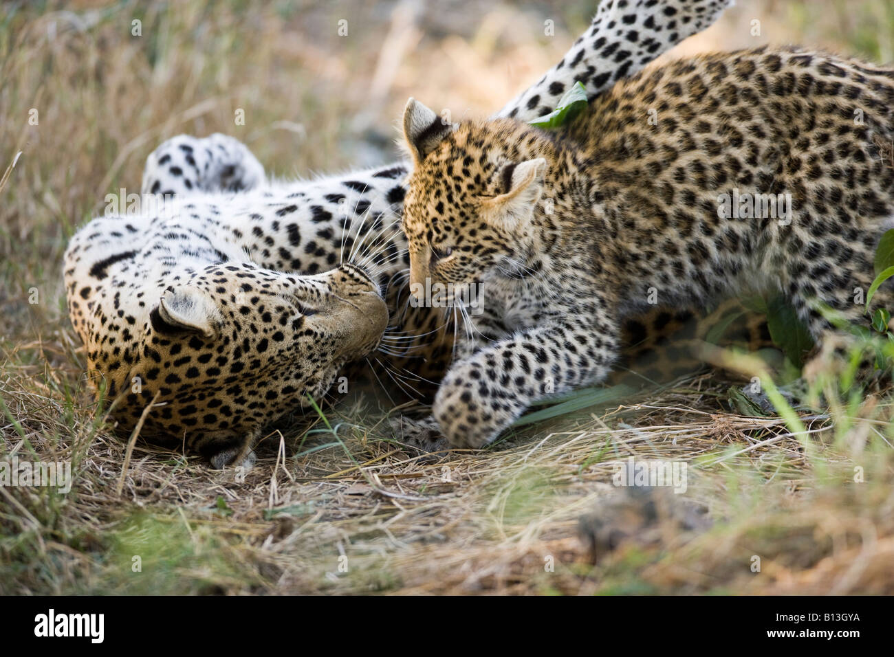 Carino attivo madre giocoso cub leopardi pongono Panthera Pardus giocando, close up profilo, in vacanza popolare destinazione safari Okavango Delta Botswana Foto Stock
