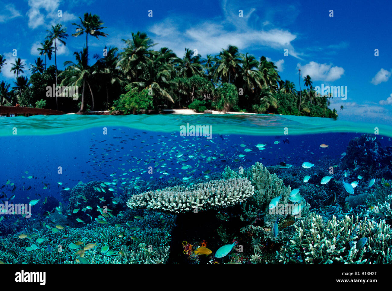 Hard Coral Reef e isola di composizione digitale Foto Stock
