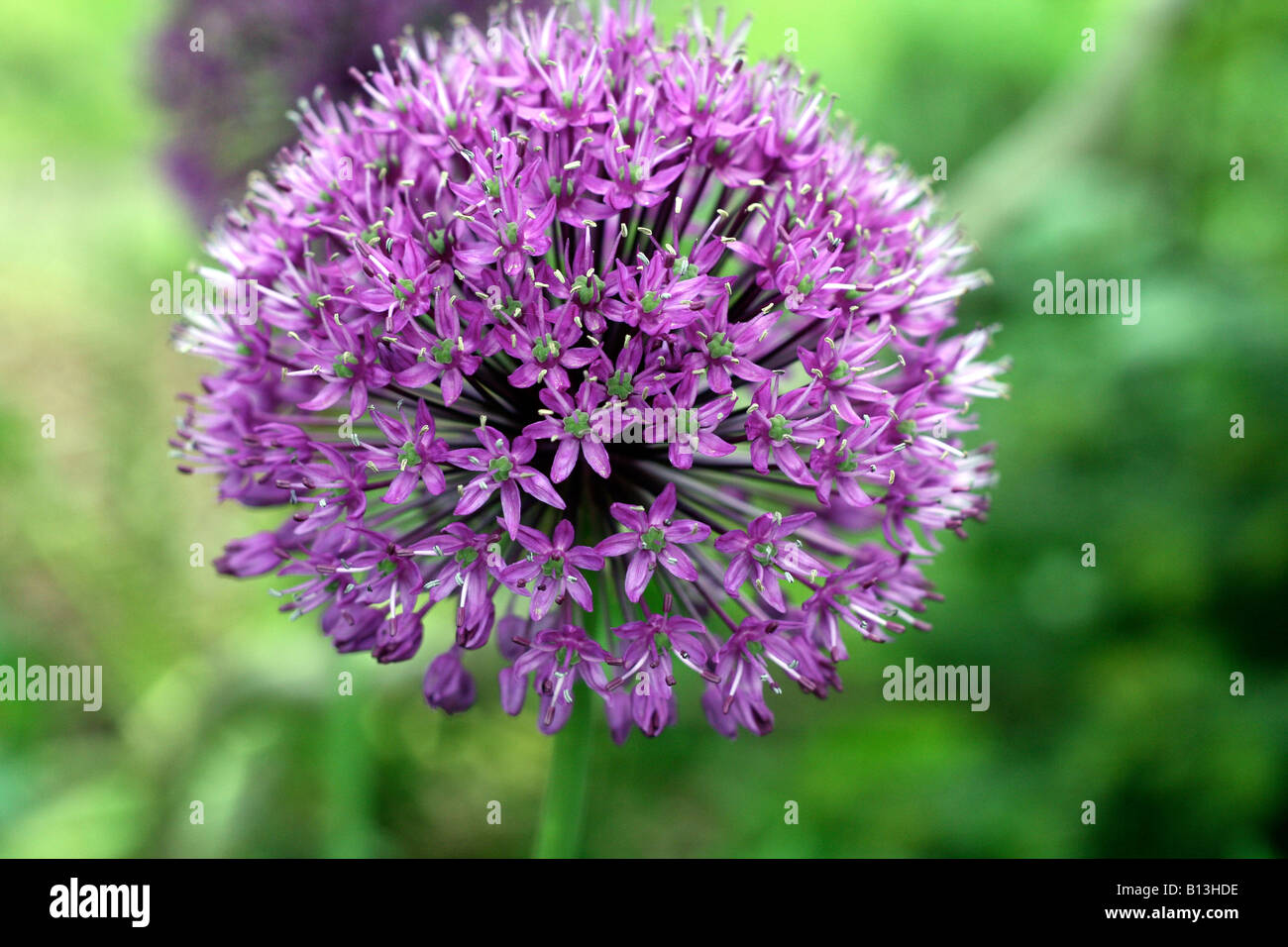 Allium alium viola malva di lillà in fiore Foto Stock