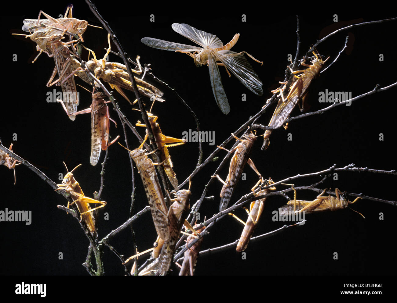 Migrateur criquet Wanderheuschrecke locusta migratoria Locusta migratoria sciame di alimentazione animali Arthropoda artropodi bush cricket Foto Stock
