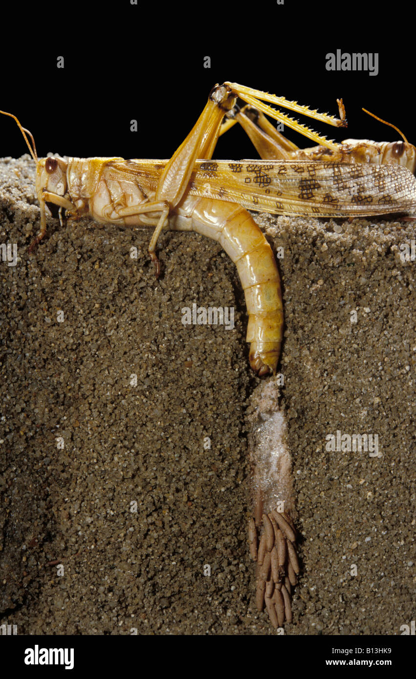 Grasshopper mette le sue uova in terra criquet migrateur Wanderheuschrecke locusta migratoria Locusta migratoria animali artropodi Foto Stock