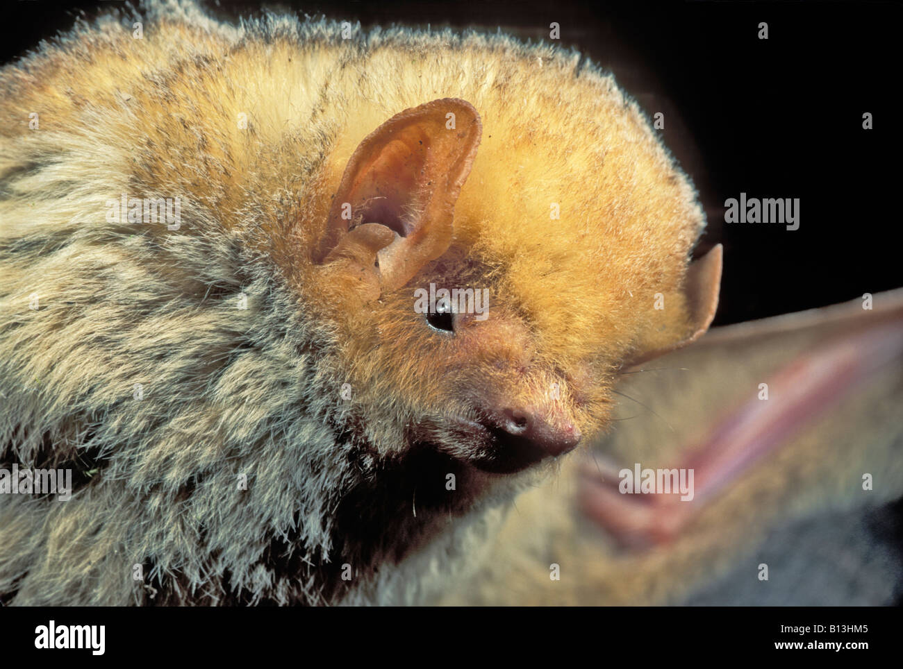 Western Red Bat Lasiurus blossevillii Chiricahua Mountains Arizona Stati Uniti possono maschio adulto Vespertilionidae Foto Stock