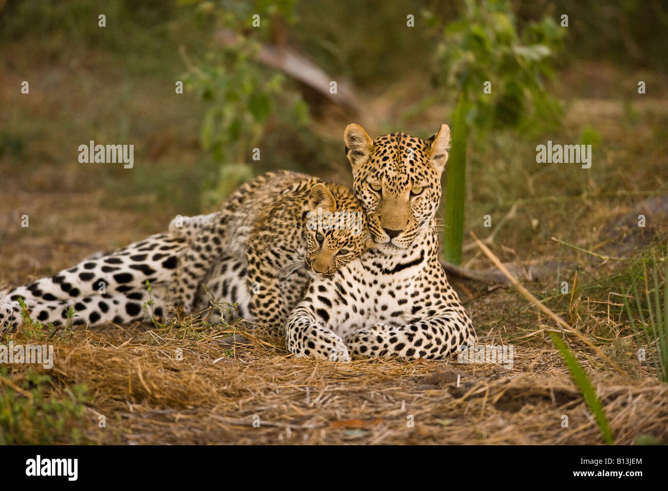 Affettuoso baby leopard cub Panthera Pardus, scherzosamente giacente sulla sua madre strofinando il mentre si riposa in Okavango Delta Foto Stock