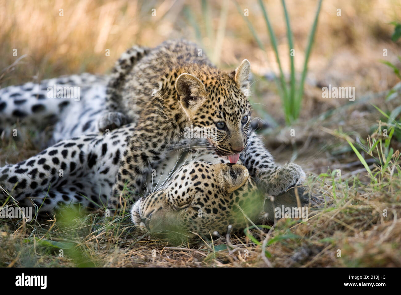 Affettuoso baby leopard cub Panthera Pardus scherzosamente giacente sulla sua madre leccare la sua lingua-fuori mentre lei sta dormendo Okavango Delta Botswana Foto Stock