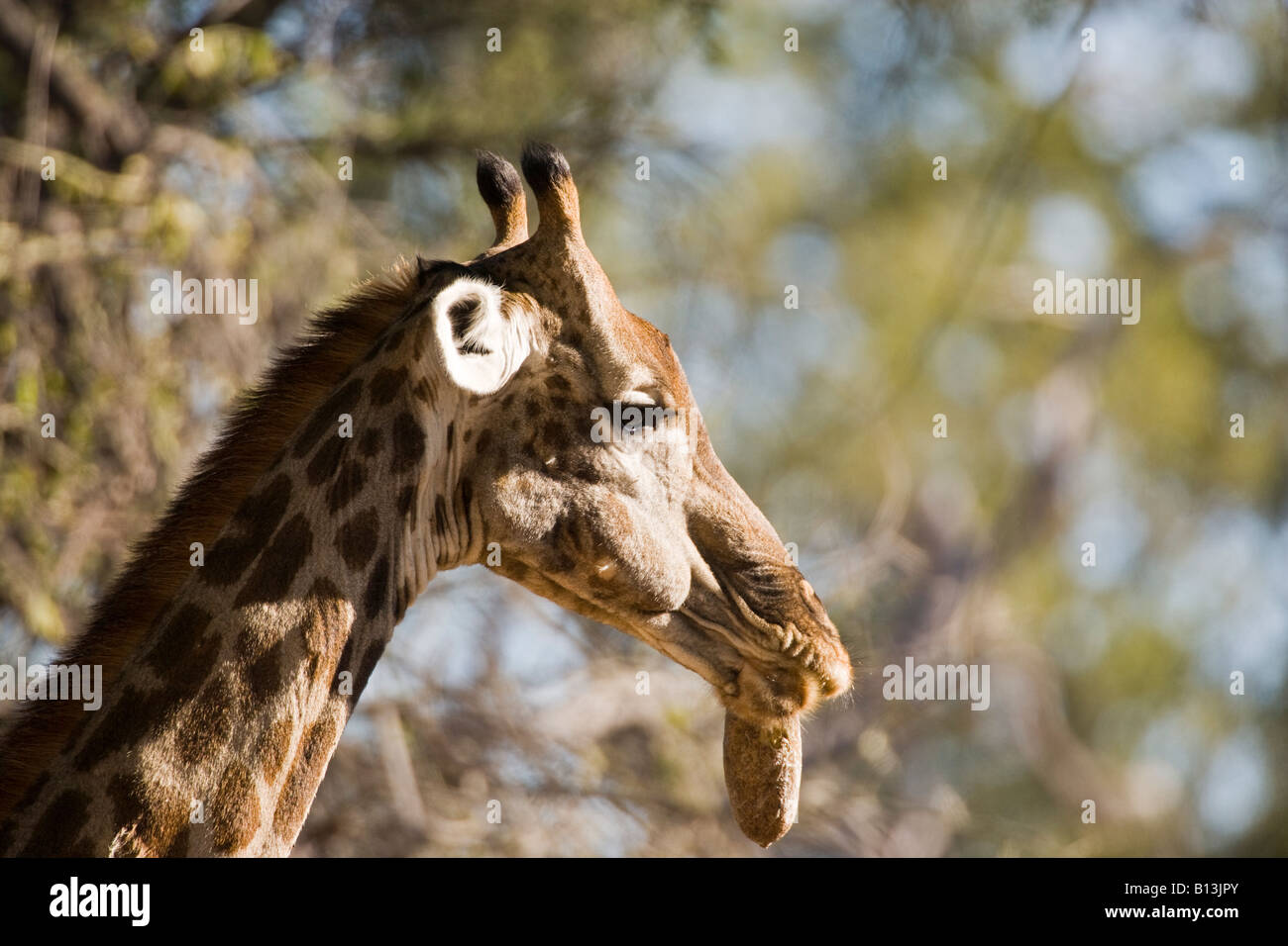 Funny close up profilo testa South African Giraffe, Giraffidae, mangiare, munching su un albero di salsiccia come se fumare un sigaro Okavango Delta safari avvistamento Foto Stock