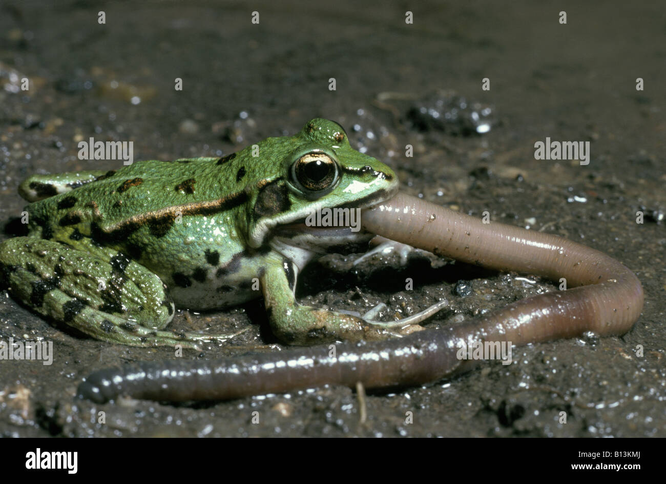 Rana verde Rana esculenta mangiare lombrichi amphibia anfibi anfibi anfibi animali animali acquatici Anura a sangue freddo Foto Stock