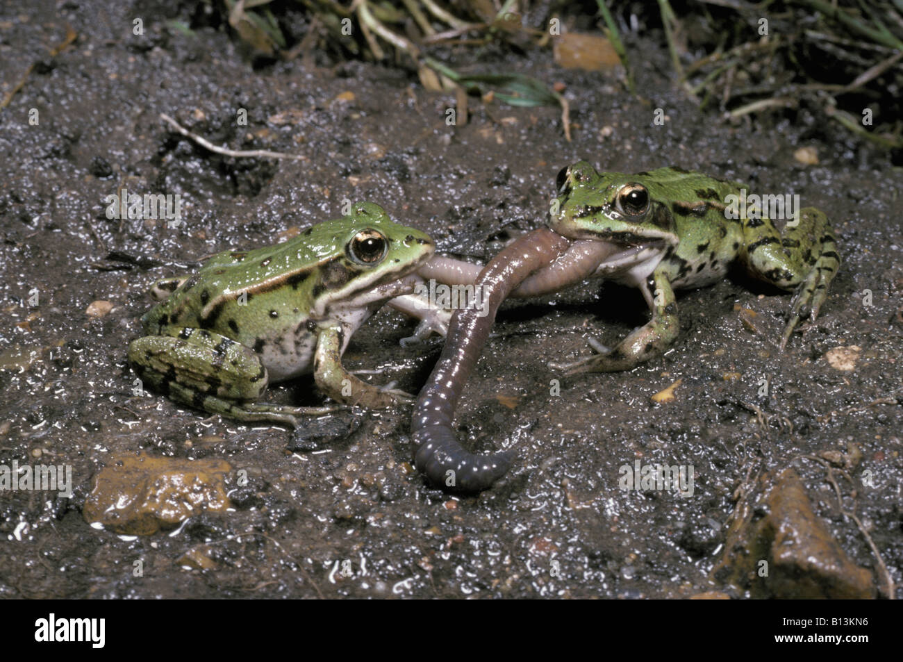 Due rane verdi Rana esculenta mangiare lombrichi amphibia anfibi anfibi anfibi animali animali acquatici Anura blooded c Foto Stock