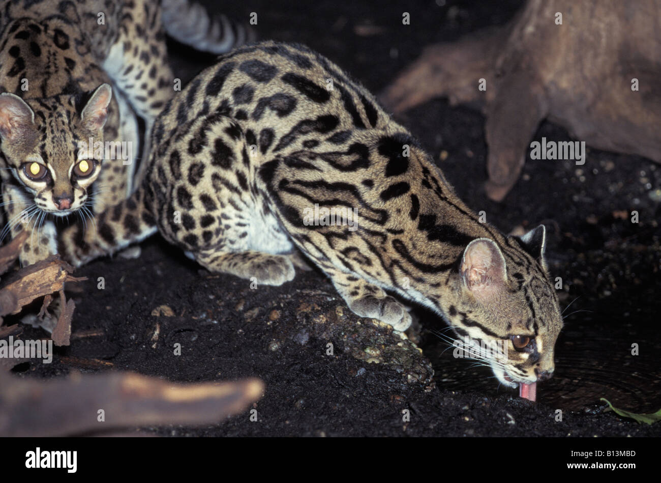 Ocelot essendo rinfrescata Guiana francese da sola America comportamenti comportamento biodiversità biodiversità biogeografici Biogeograph area Foto Stock