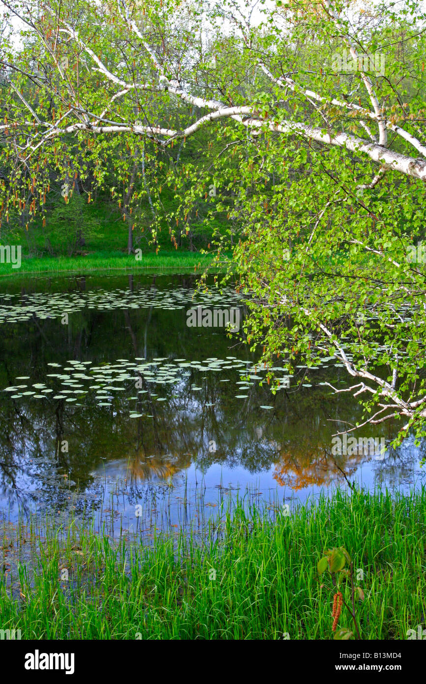 Piccolo lago o stagno nel midwest Foto Stock