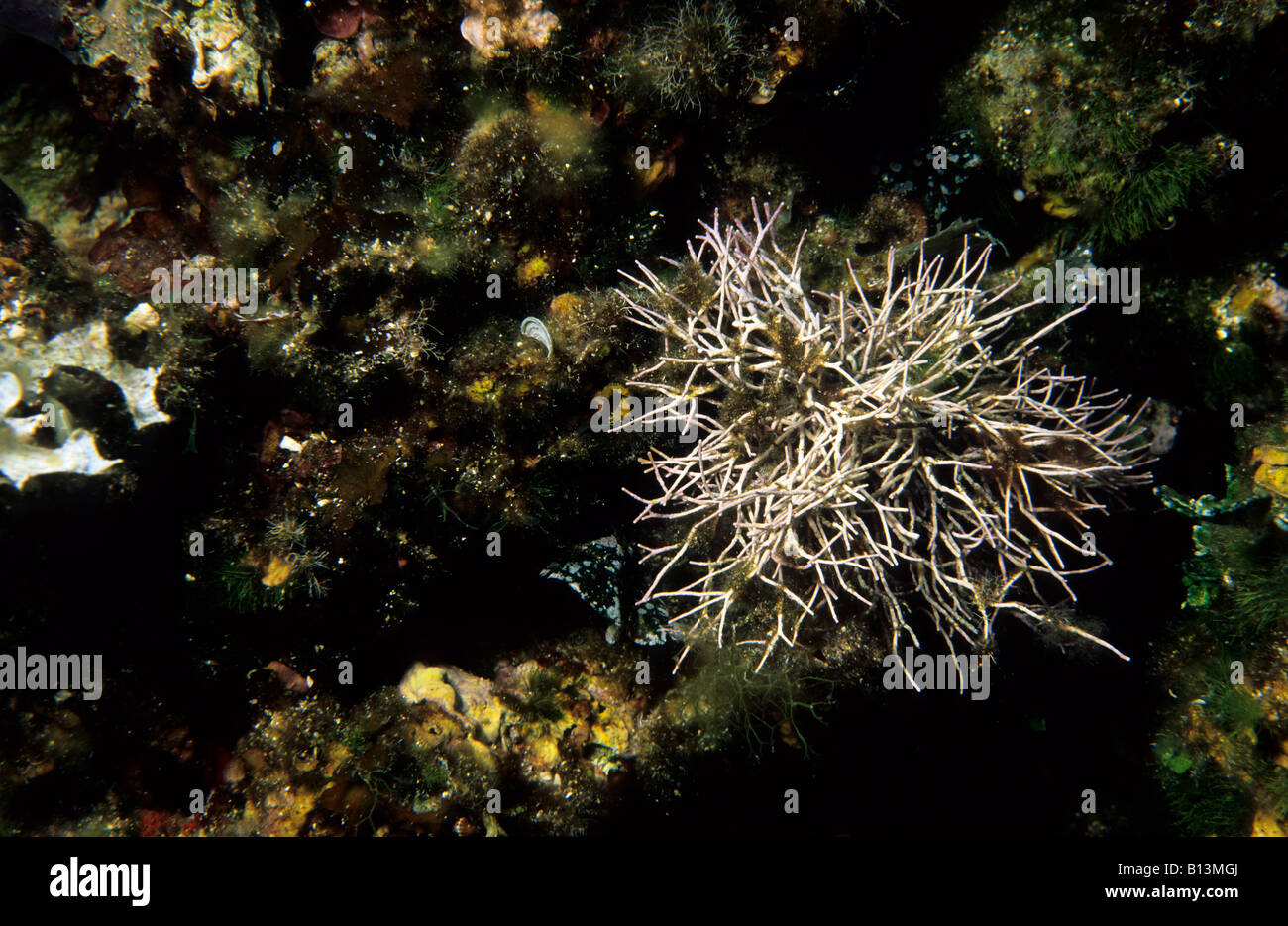 Liagora viscida, Mediterraneo alghe, Isola di Capraia, Toscana, Italia Foto Stock