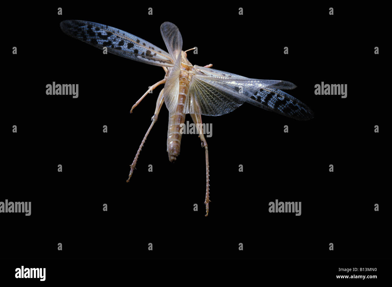 Migrateur criquet Wanderheuschrecke locusta migratoria Locusta migratoria in volo Acrididae artropodi animali artropodi bush c Foto Stock