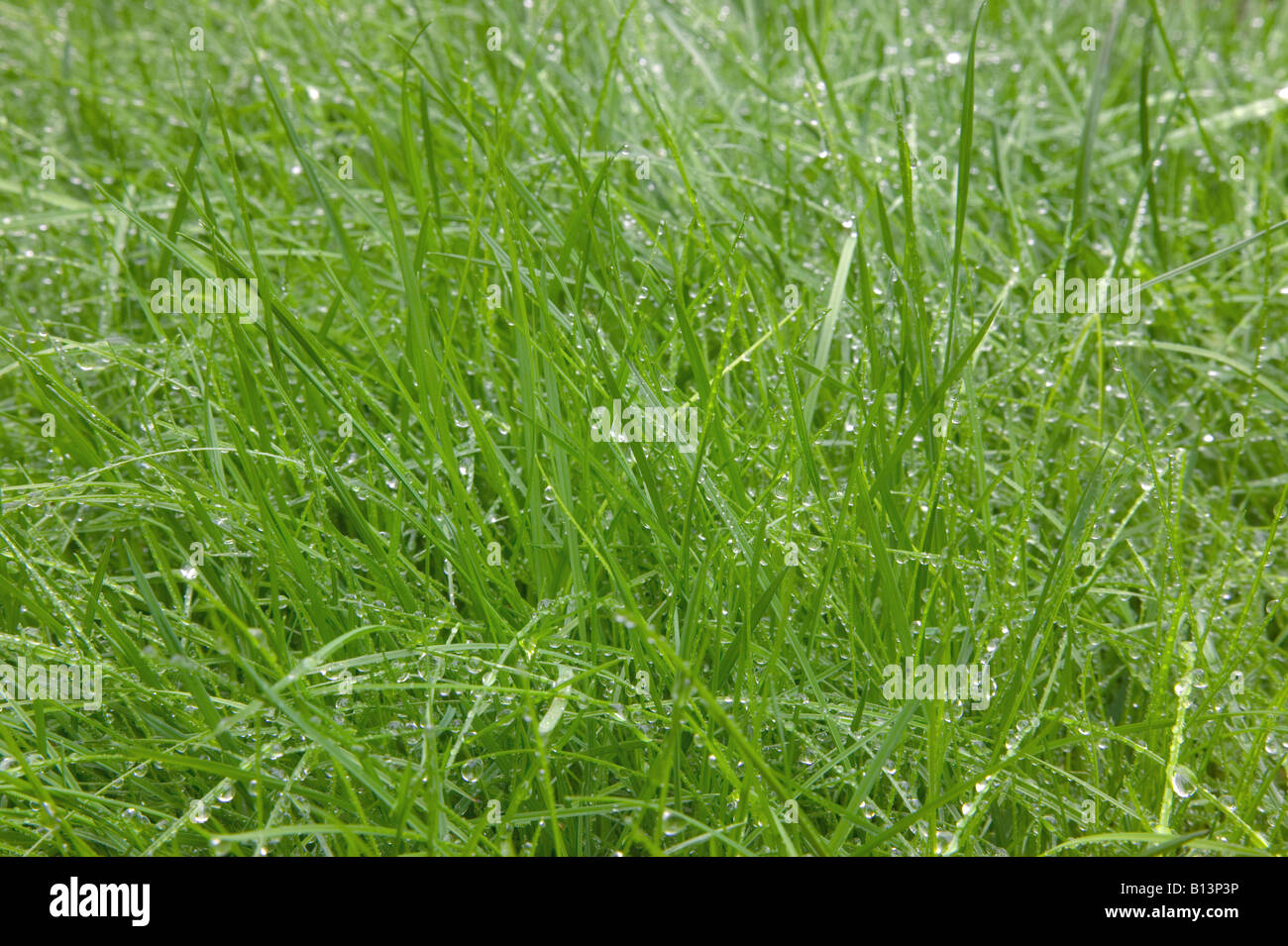 Fresco di erba verde coperto di goccioline di acqua buon dettaglio Foto Stock