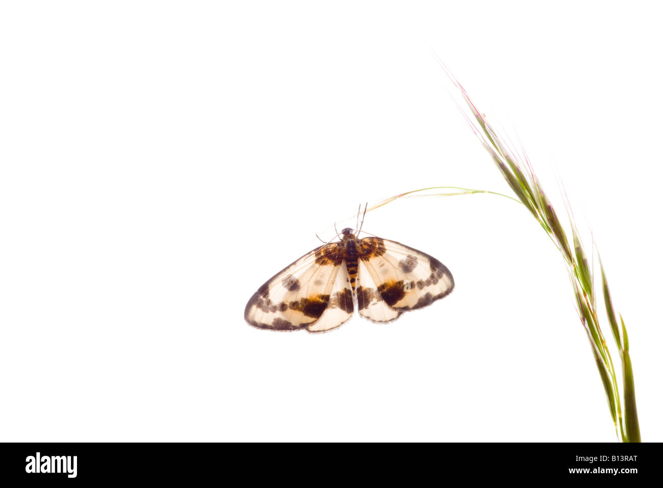 Moth sull'erba contro uno sfondo bianco Foto Stock