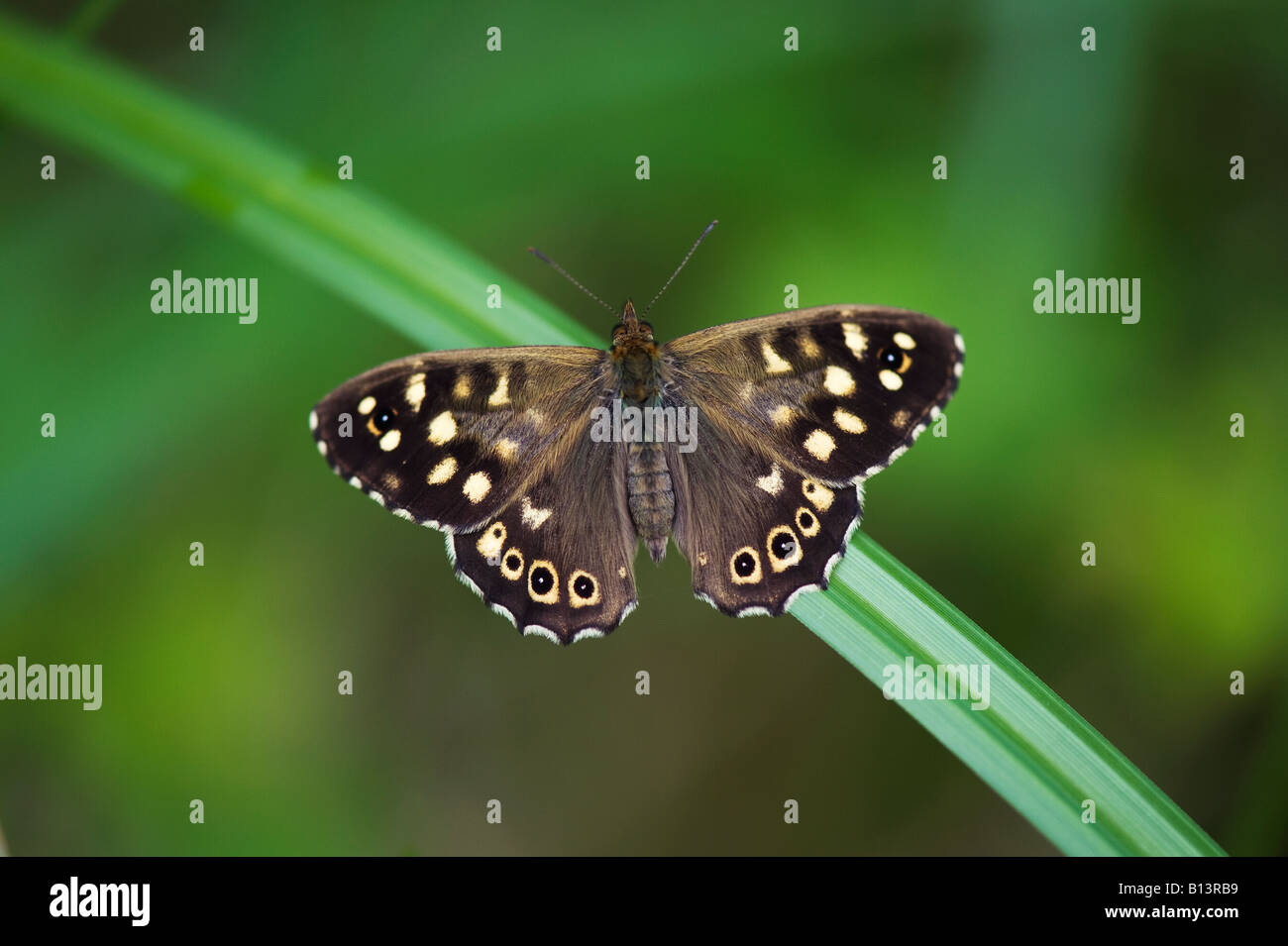 Pararge aegeria. Punteggiate di farfalle di legno su un gambo di erba. Regno Unito Foto Stock