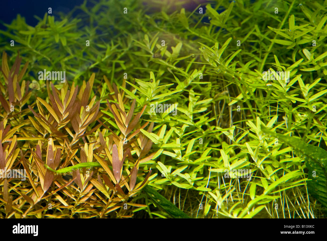 Rotala rotundifolia, var 'rosso e verde' Aquarium tropical pianta acquatica Foto Stock