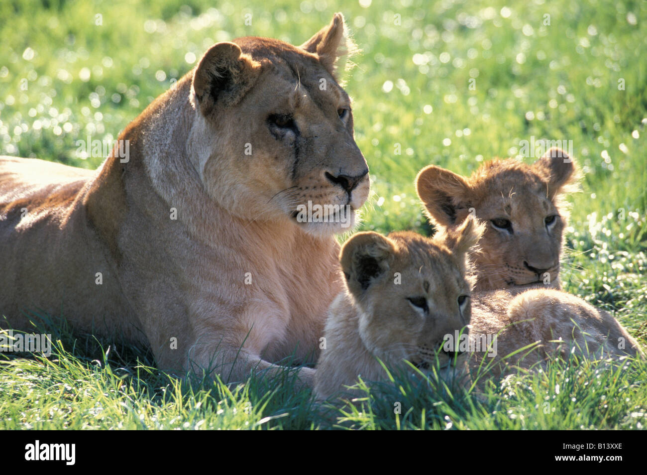 I Lions cub con femmina Panthera leo Africa Africa animali animali neonati sfondo bambino carnivora carnivoro carnivoro carnivori Foto Stock