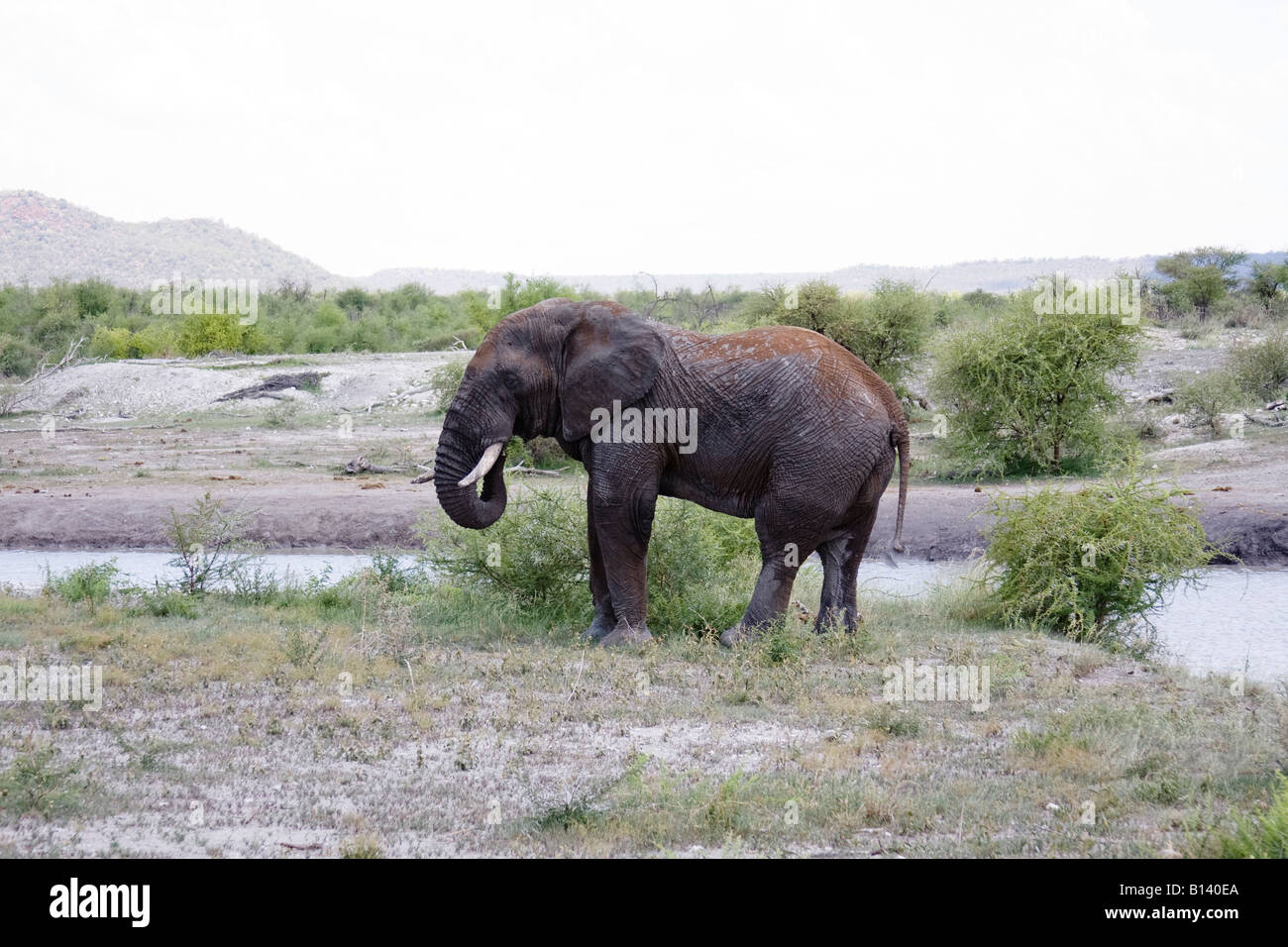 Elephant mangiare - Elephantidae bush africano Elefante - Africa del Sud Foto Stock