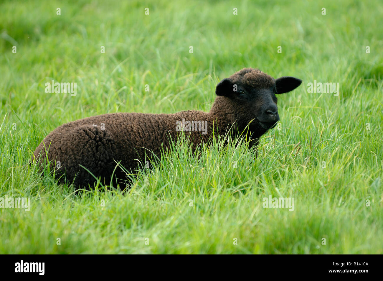 British Zwartble cross black agnello giacente in erba spessa Foto Stock