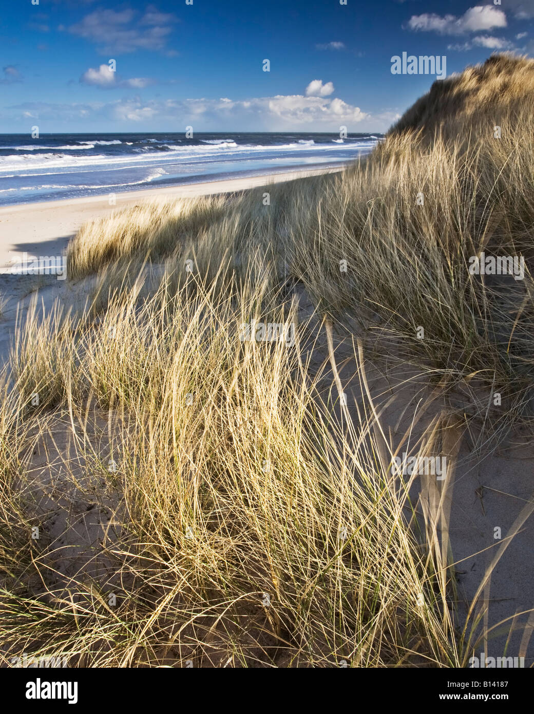Soffiata dal vento erba dune sulle dune del National Trust sezione di Druridge Bay sulla costa di Northumberland, Inghilterra Foto Stock