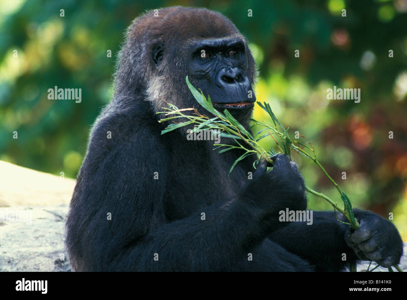 Western pianura gorilla gorilla Gorilla gorilla nativa per Africa occidentale e centrale e Africa centrale pianura gorilla WESTE nativo Foto Stock
