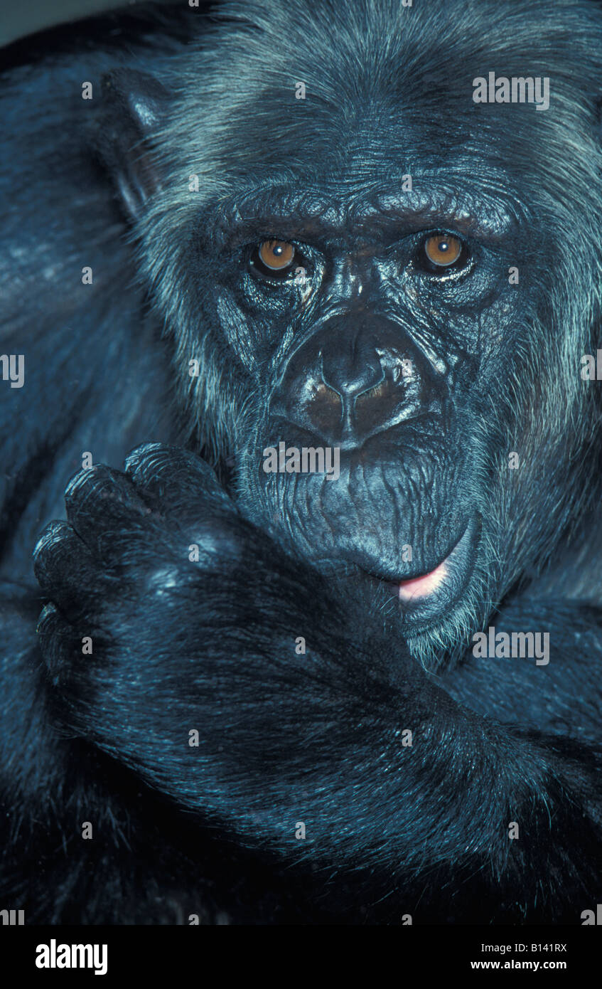 Oestlicher orientale Schimpanse Scimpanzé comune Pan troglodytes Affen Africa Afrika animali comportamento scimmie chimpanzé commun chim Foto Stock
