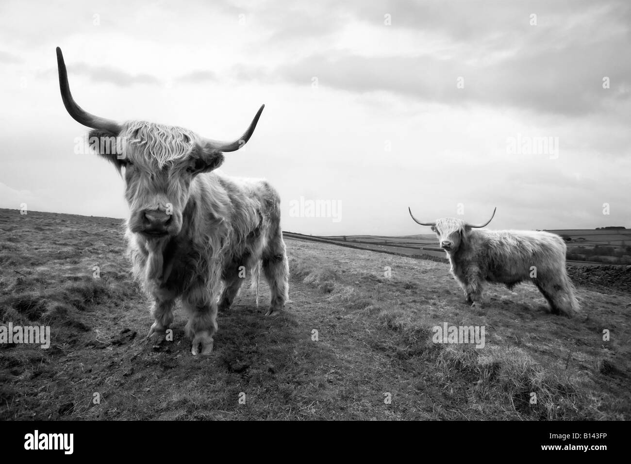 Due mucche Highland allevati nella fattoria di Allendale, Northumberland, Inghilterra Foto Stock