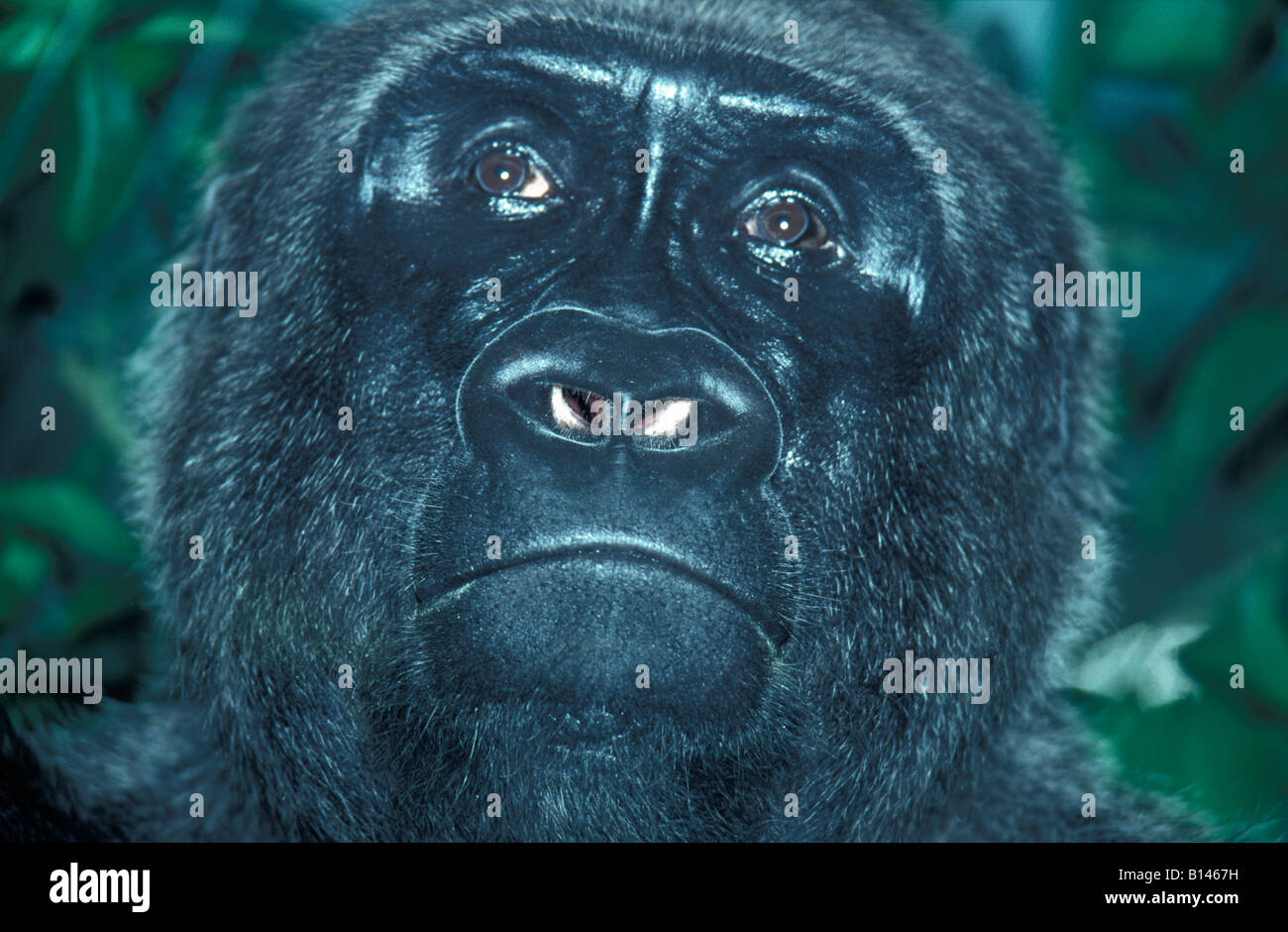 Oestlicher orientale Schimpanse Scimpanzé comune Pan troglodytes Affen Africa Afrika animali comportamento scimmie chimpanzé commun chim Foto Stock