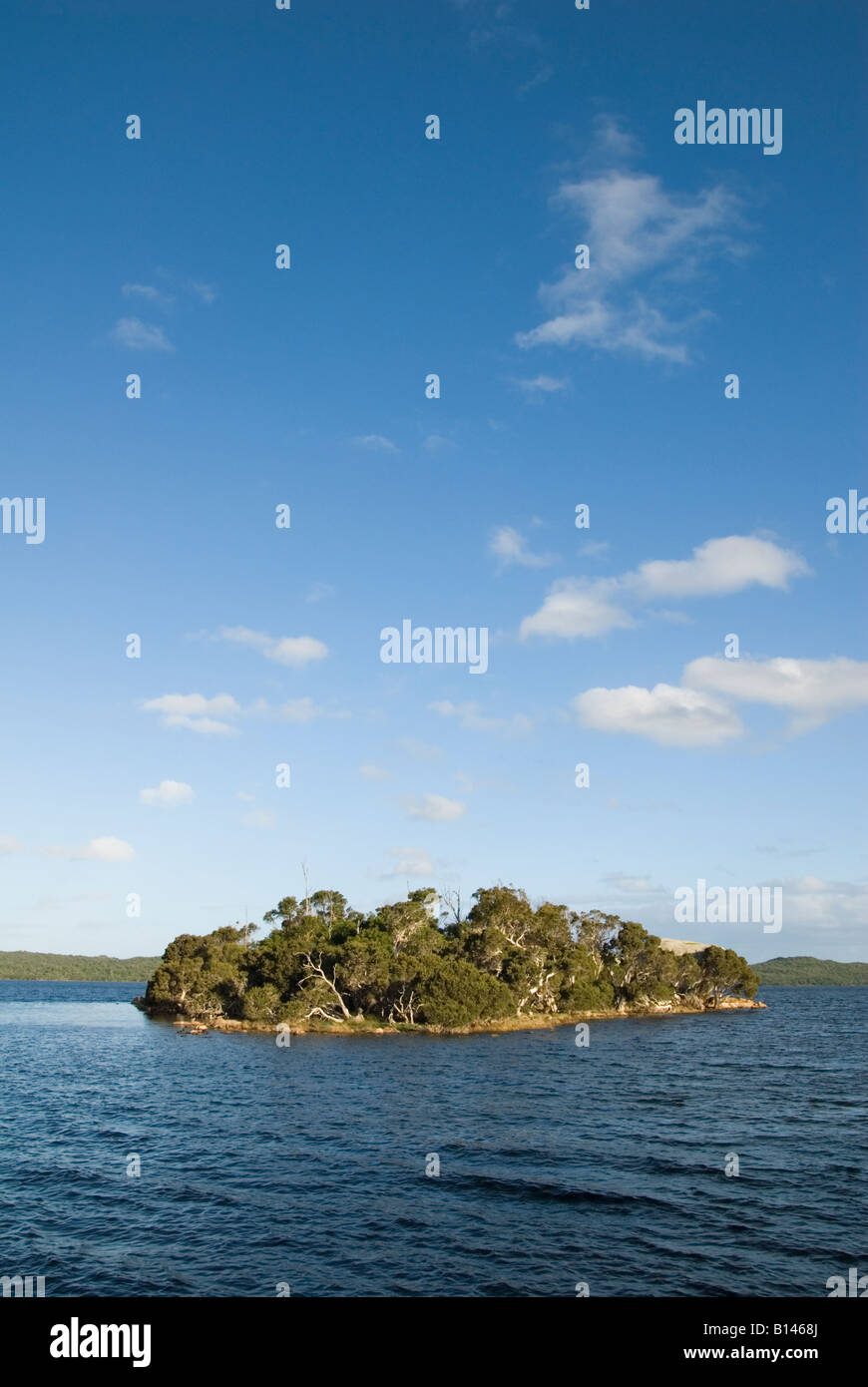 Un piccolo albero isolato isola ricoperta in ingresso Wilson, chiamato isola luna di miele è un rifugio per gli uccelli acquatici, Danimarca, Australia occidentale Foto Stock