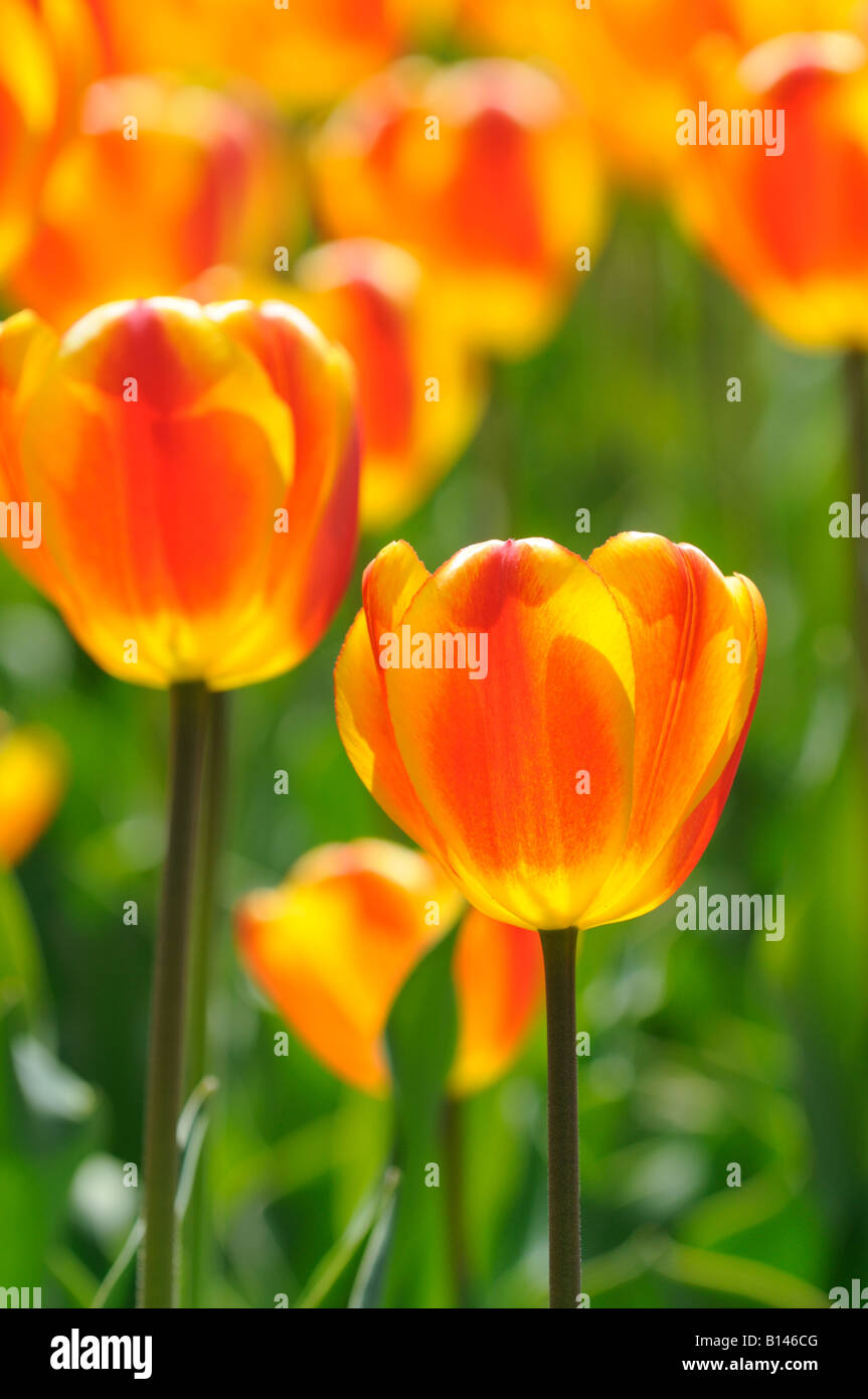 La piantagione di massa dei tulipani arancione Foto Stock