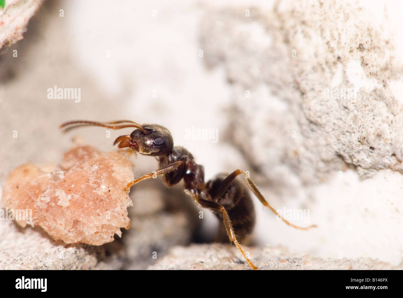 Nero Garden Ant (Lasius niger) nel Regno Unito Foto Stock