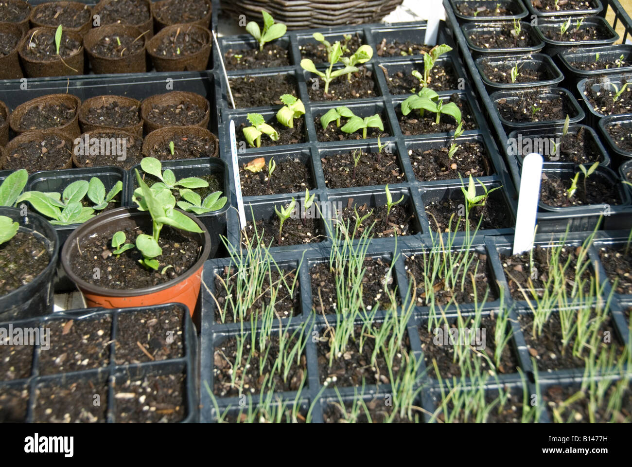Foto di stock di piantine che crescono in pentole in attesa di essere piantato in gartden vegetale Foto Stock