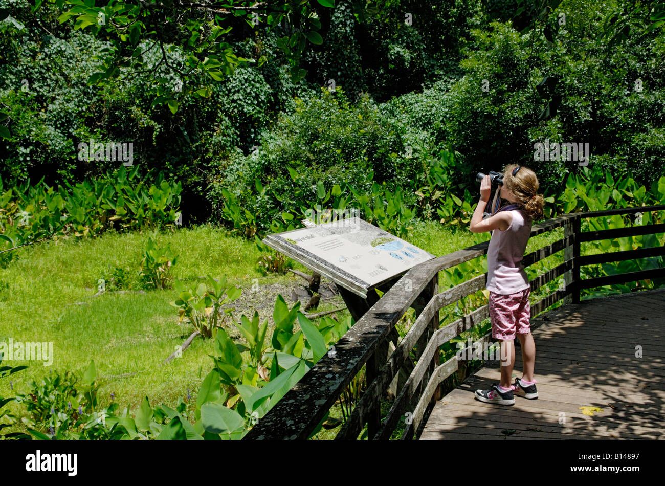 Ragazza giovane con un binocolo a Wildlife Refuge, 'Cavatappi' di palude, Florida Foto Stock