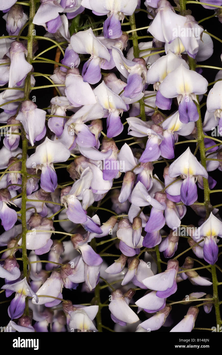 Fiori di Wisteria sinensis o cinese il glicine Foto Stock