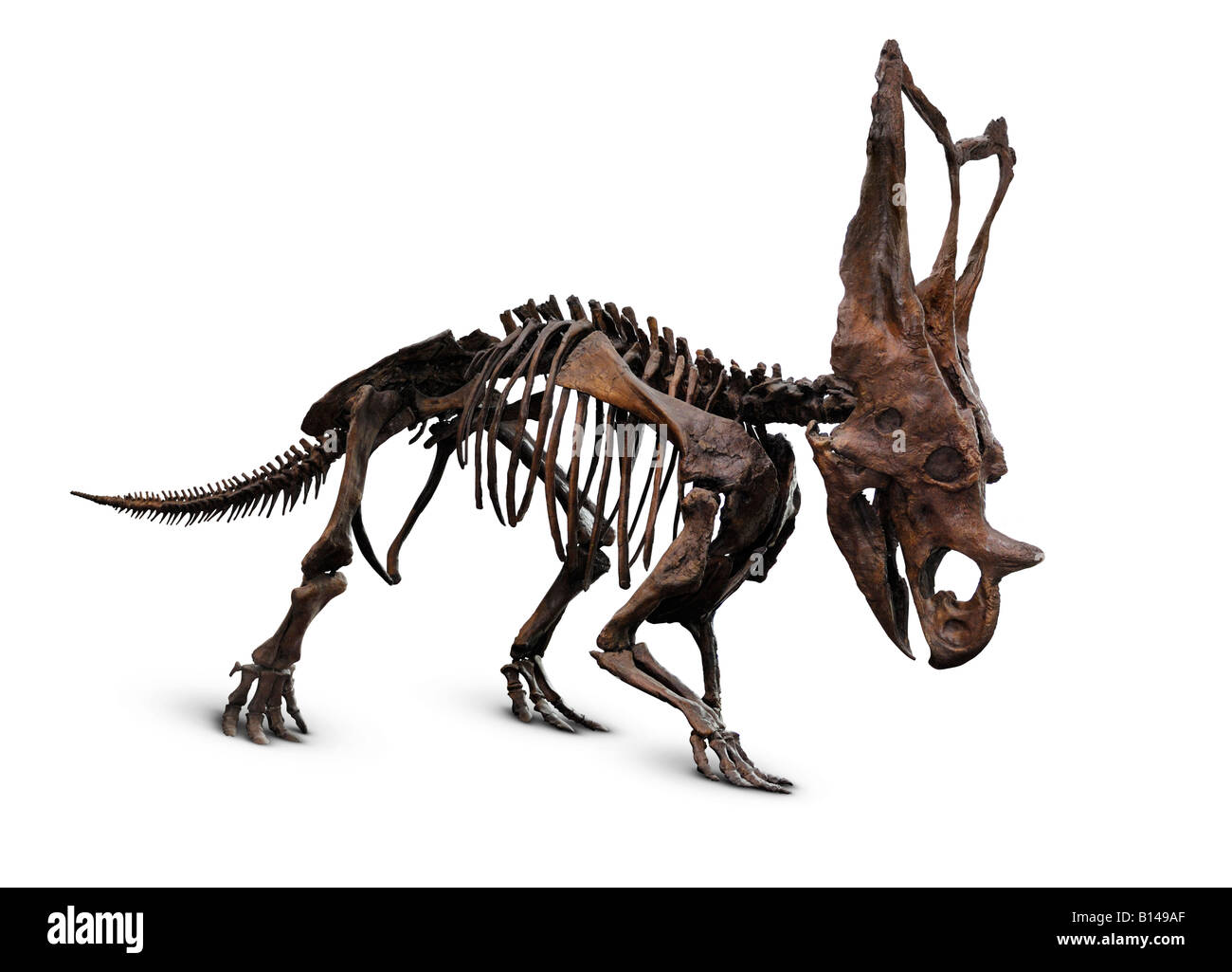 Cornuto scheletro di dinosauro Foto Stock