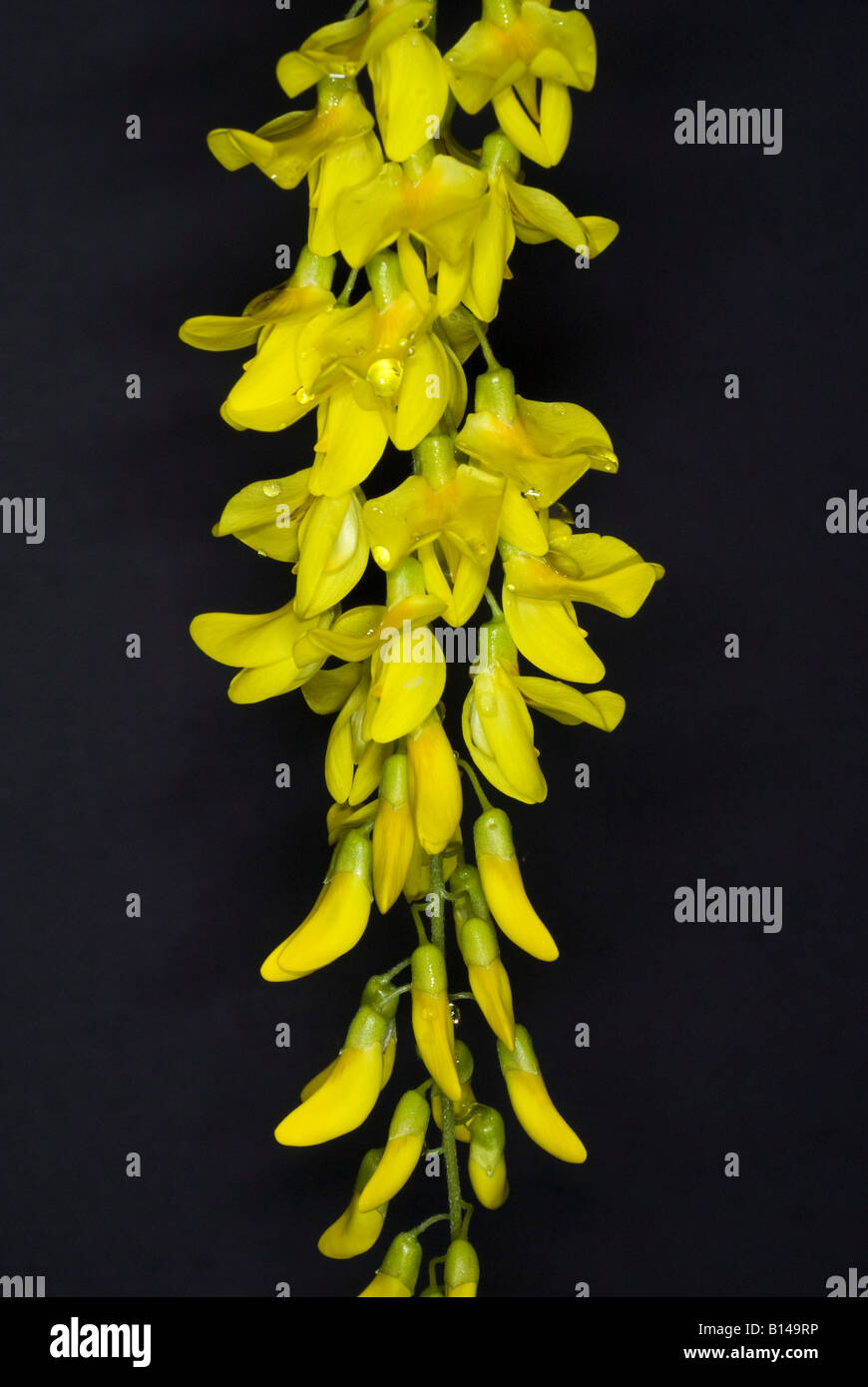Catena di fiori immagini e fotografie stock ad alta risoluzione - Alamy